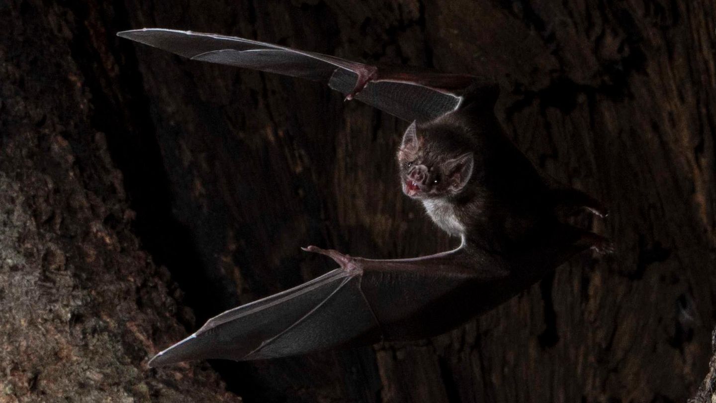 Eine Vampirfledermaus (Desmodus rotundus) bei einem Ausflug.