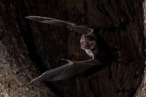 Eine Vampirfledermaus (Desmodus rotundus) bei einem Ausflug.
