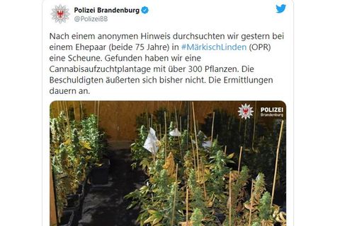 Ein Bild zeigt eine Cannabisplantage