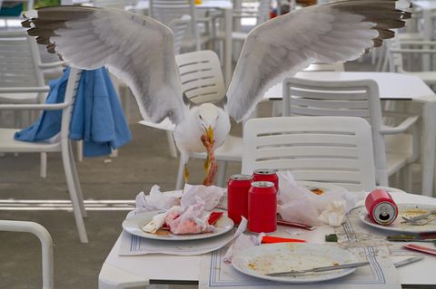 Was dem Menschen  mundet, schmeckt auch mir, denkt diese Möwe.