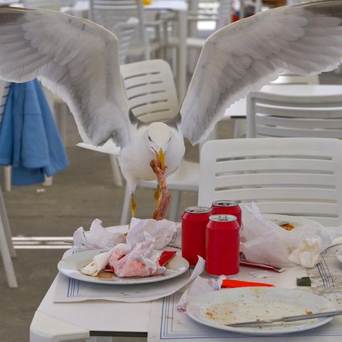 Was dem Menschen  mundet, schmeckt auch mir, denkt diese Möwe.