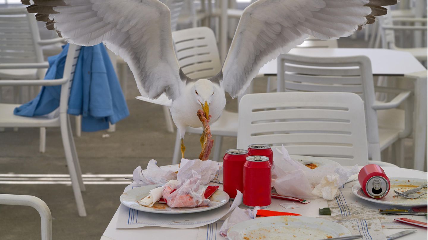 Was dem Menschen  mundet, schmeckt auch mir, denkt diese Möwe.