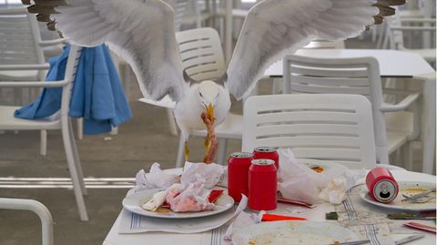 Was dem Menschen  mundet, schmeckt auch mir, denkt diese Möwe.
