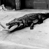 A scene from Pina Bausch's ballet "Die Keuschheitslegende", Wuppertal, 1983