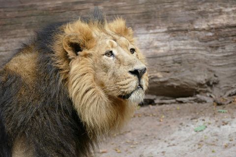 Zoo Nürnberg diskutiert über Tötung eines Löwe.