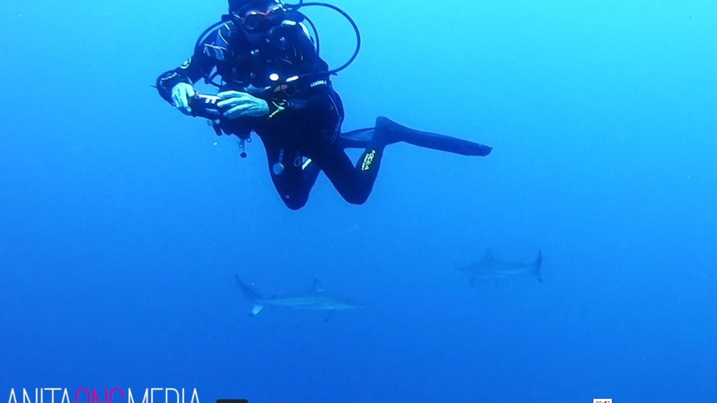 Das seltene Spektakel filmten die tauchenden Freunde, während Anita einige Meter tiefer komplett von Haien umgeben war