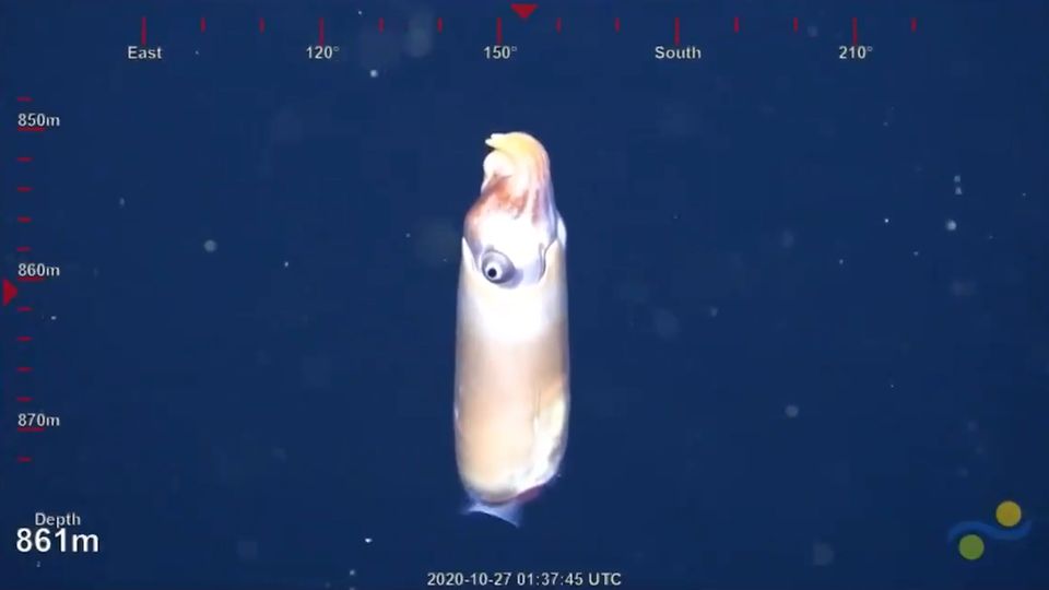 Forschern gelingt sensationelle Aufnahme von seltener Tiefseekreatur