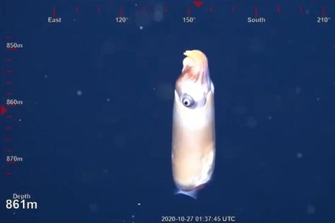 Forschern gelingt sensationelle Aufnahme von seltener Tiefseekreatur