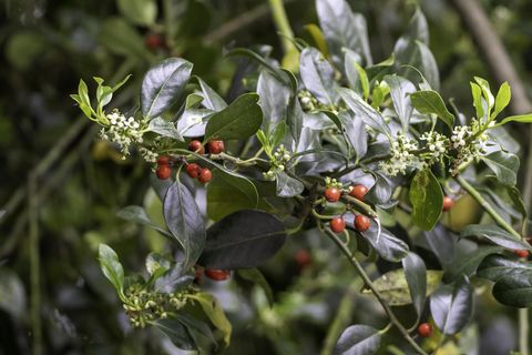 Stechpalme mit Blüten und Beeren, Ilex aquifolium