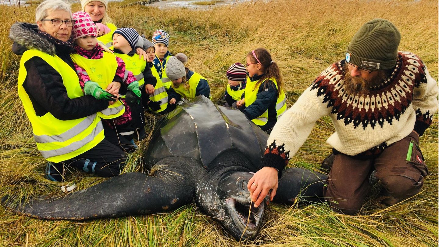 Kinder einer Kindergartengruppe bestaunen eine riesige Schildkröte