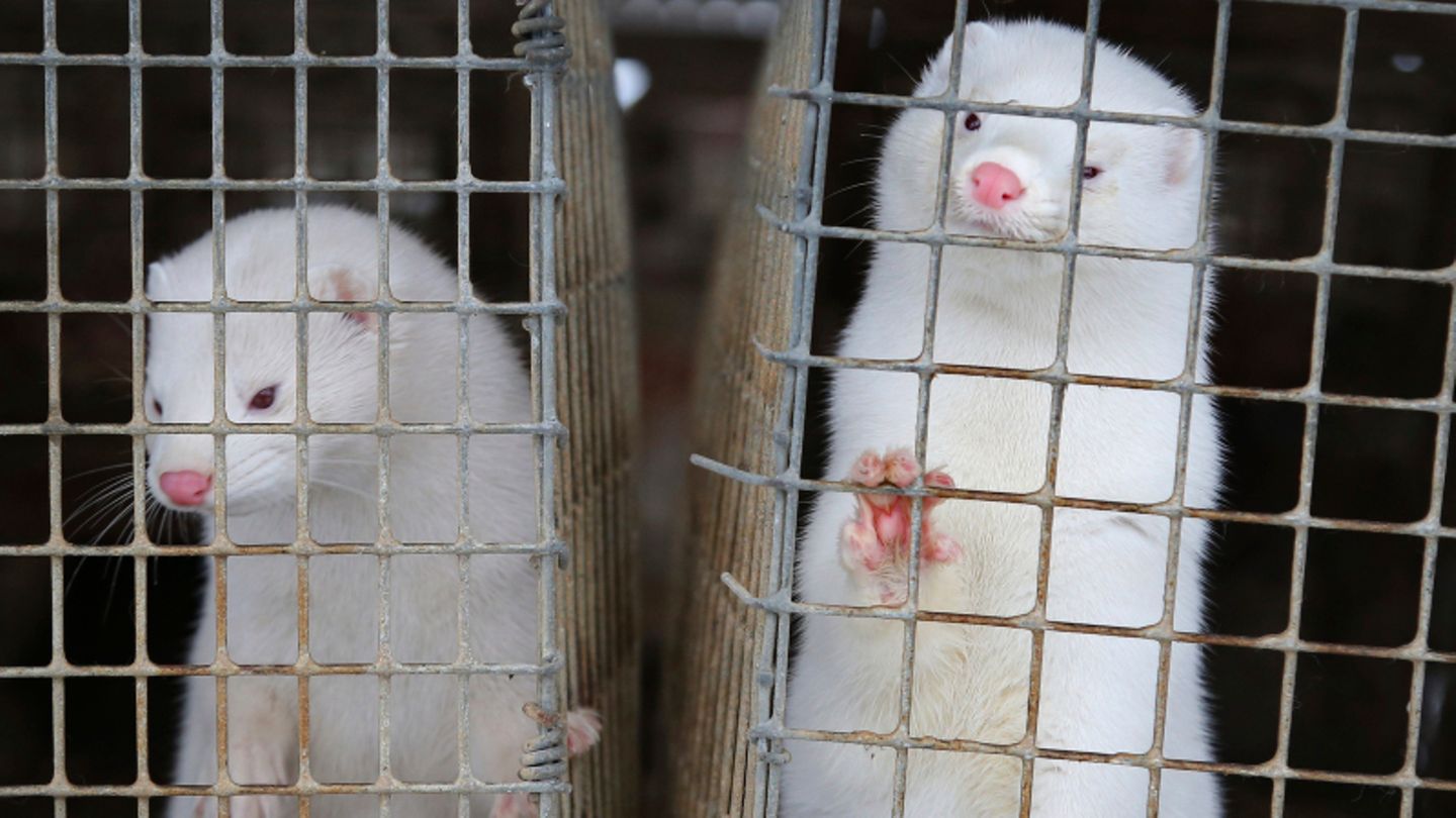 Aufgrund einer Mutation des Coronavirus, lässt Dänemark alle Nerze im Land töten. 