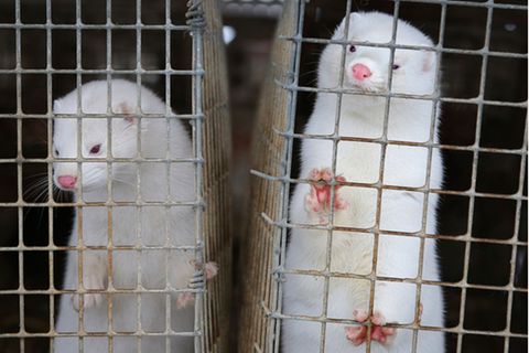 Aufgrund einer Mutation des Coronavirus, lässt Dänemark alle Nerze im Land töten. 