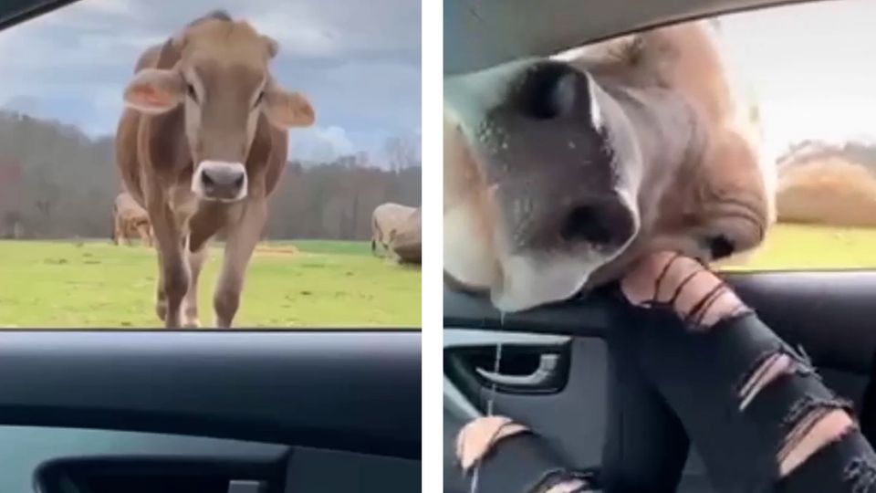 Hungrige Kuh "besucht" zwei Studentinnen im Auto – die sind total schockiert Hungrige Kuh "besucht" zwei Studentinnen im Auto – die sind total schockiert