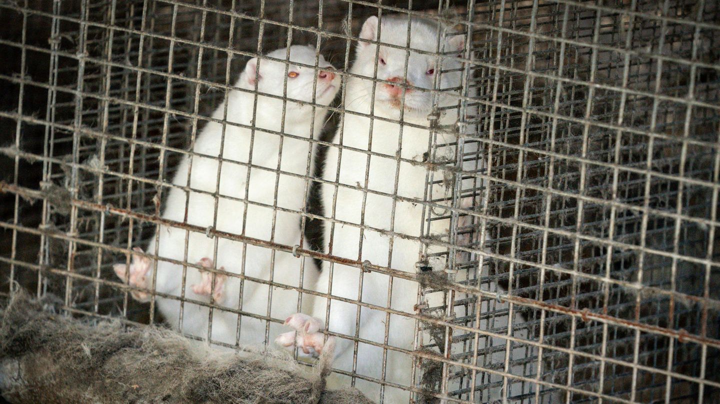 Coronavirus: Nerze auf einer dänischen Pelzfarm in Nordjütland