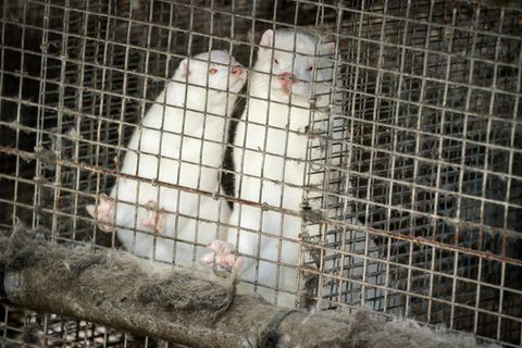 Coronavirus: Nerze auf einer dänischen Pelzfarm in Nordjütland