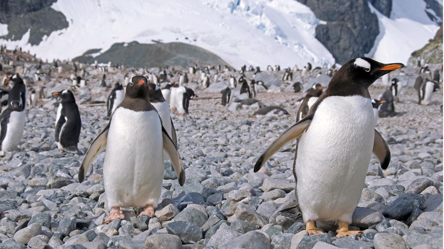 Eselspinguine