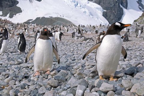 Eselspinguine