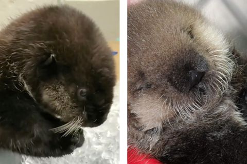 Ungewöhnliche Tiernahrung: Herzerwärmendes Video: Kleiner Baby-Otter kaut auf Eiswürfeln herum