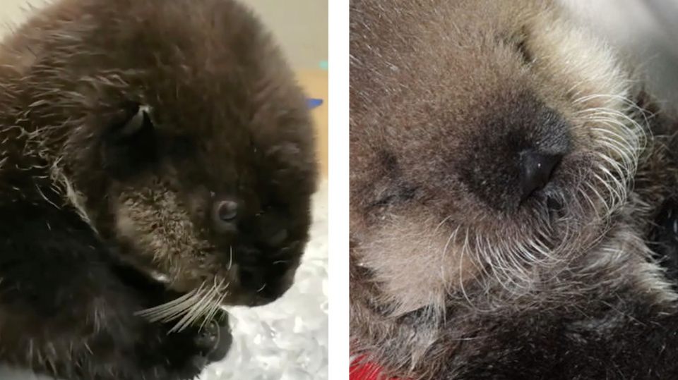 Ungewöhnliche Tiernahrung: Herzerwärmendes Video: Kleiner Baby-Otter kaut auf Eiswürfeln herum Ungewöhnliche Tiernahrung: Herzerwärmendes Video: Kleiner Baby-Otter kaut auf Eiswürfeln herum