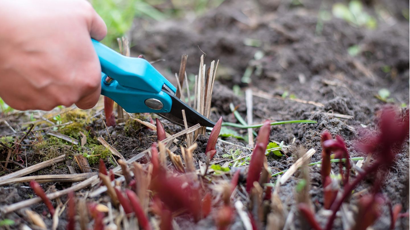 Pfingstrosen schneiden: Frau schneidet trockene Zweige mit einer Gartenschere