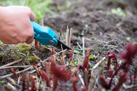 Pfingstrosen schneiden: Frau schneidet trockene Zweige mit einer Gartenschere