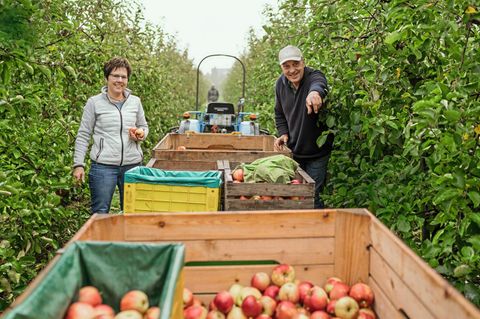 Petra und Jan Köpcke bei der Ernte der letzten Äpfel dieses ­Jahres auf ihrer Plantage in Lühe