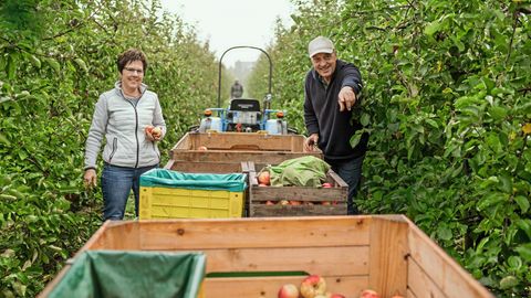 Petra und Jan Köpcke bei der Ernte der letzten Äpfel dieses ­Jahres auf ihrer Plantage in Lühe