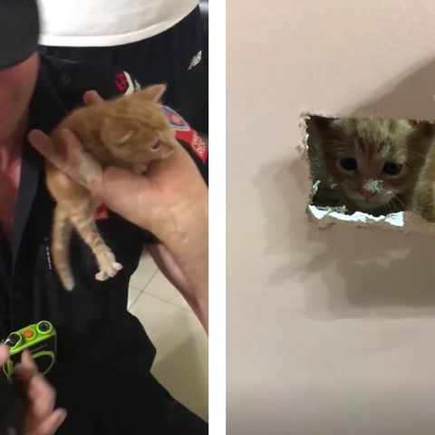 Rettungseinsatz in Australien: Junges Kätzchen bleibt in Hauswand stecken – Feuerwehr befreit es mit Säge