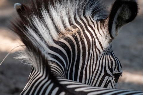 Hinterkopf eines Zebras.