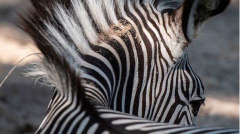 Hinterkopf eines Zebras.