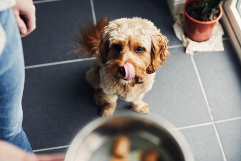 Ein Hund wartet vorfreudig auf sein Hundefutter