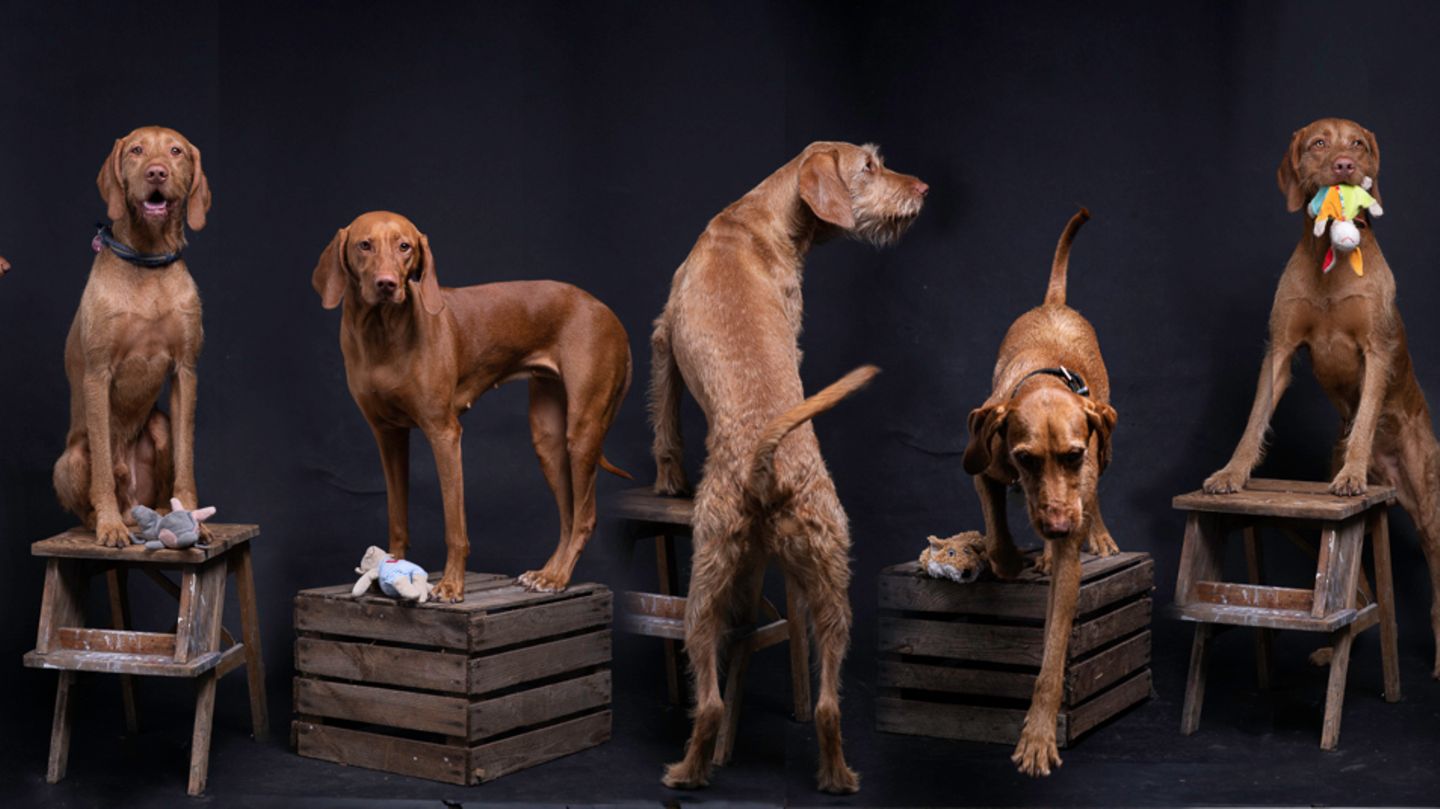 Sieben Hunde auf jeweils einer Weinkiste