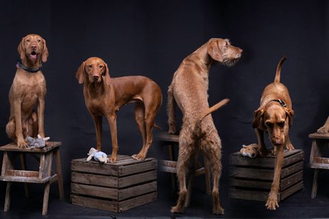 Sieben Hunde auf jeweils einer Weinkiste