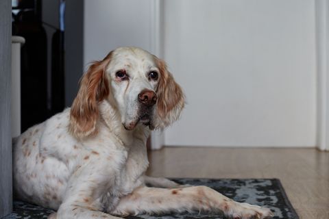 Ein älterer Hund liegt auf einem Teppich