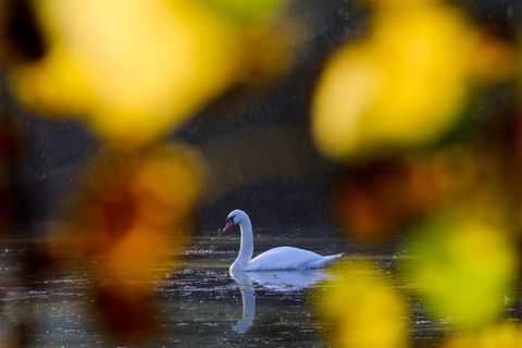 Schwan