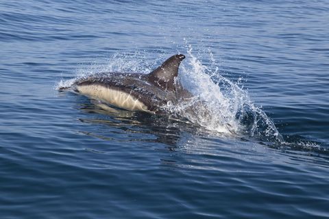 64-Jähriger rettet Delfin das Leben: Gemeiner Delfin jagt durch den Atlantik