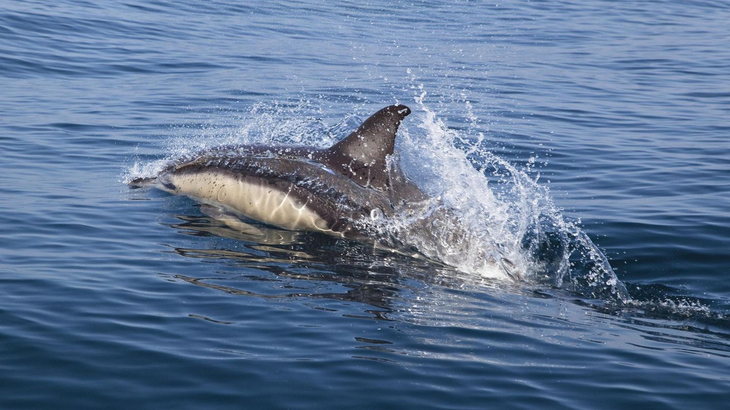 64-Jähriger rettet Delfin das Leben: Gemeiner Delfin jagt durch den Atlantik