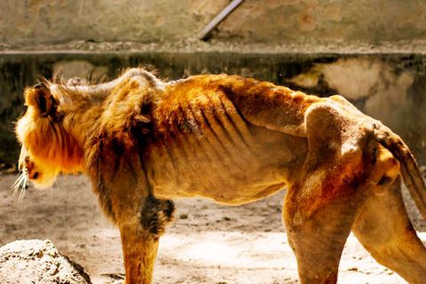 Nigeria: Erfolg für deutsche NGO Wild@Life – Löwen aus Horror-Zoo gerettet