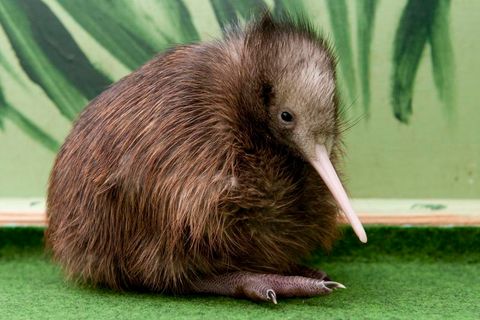 Ein frisch geschlüpfter Kiwi sitzt vor einem grünen Hintergrund
