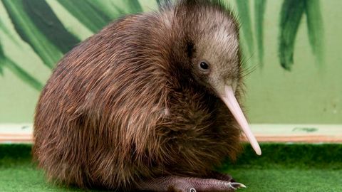 Ein frisch geschlüpfter Kiwi sitzt vor einem grünen Hintergrund