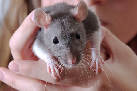 Hausratte Hantavirus Seoulvirus: Eine junge Frau hält eine Ratte in der Hand