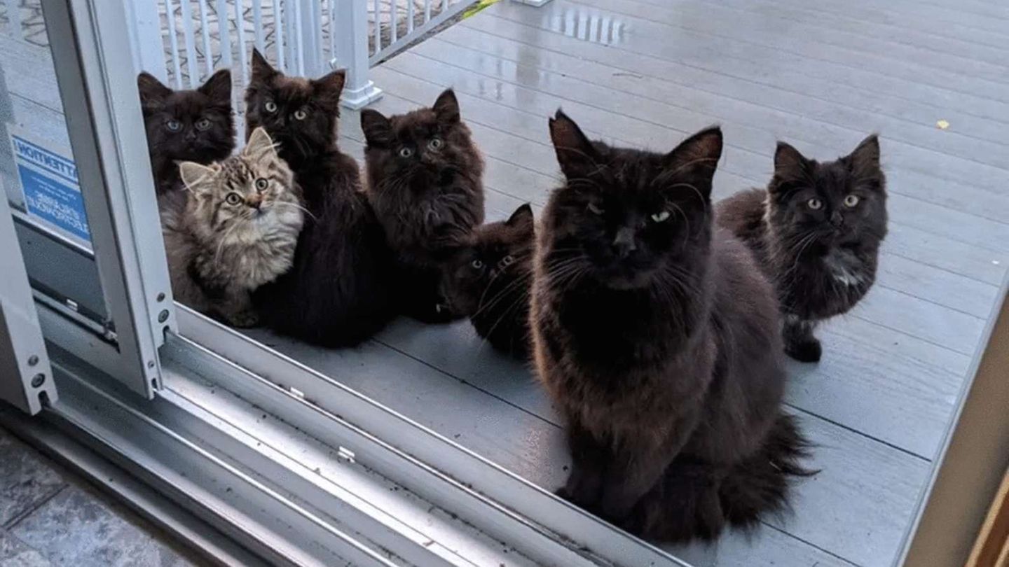 Die schwarze Katzenmutter mit ihren sechs Kätzchen auf der Terrasse