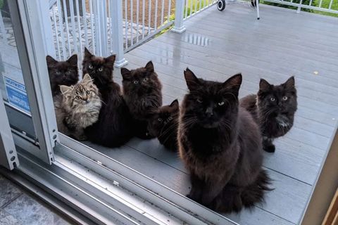 Die schwarze Katzenmutter mit ihren sechs Kätzchen auf der Terrasse