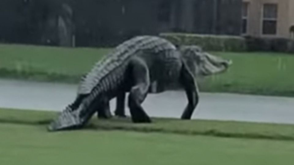 Alligator Golfplatz Florida Ein großer Alligator läuft über den Rasen eines Golfplatzes bergab auf einen Teich zu