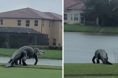 Ein großer Alligator läuft über den Rasen eines Golfplatzes bergab auf einen Teich zu