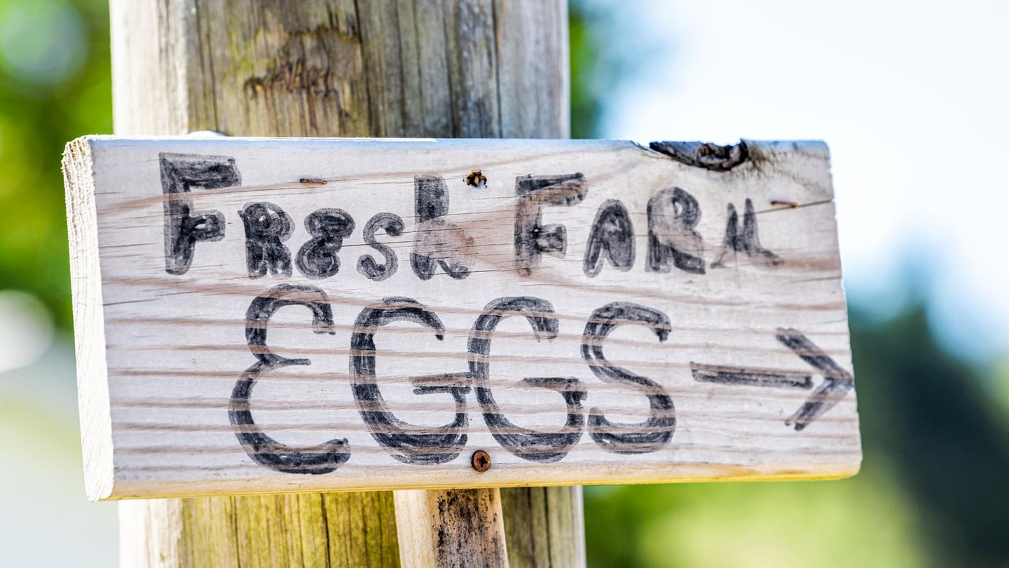 Schild eier