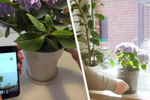 Smarter Blumentopf im RTL-Test