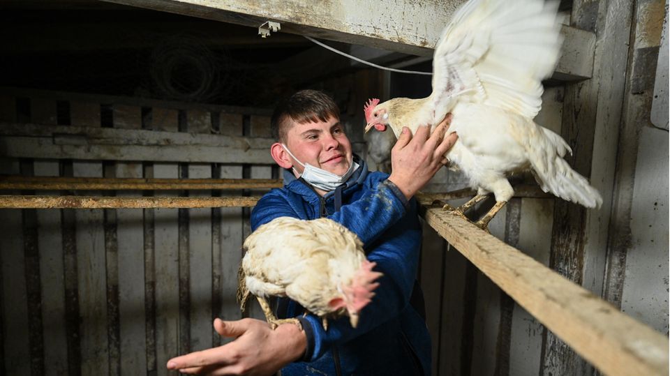 Nic Dilger mit seinen Althennen