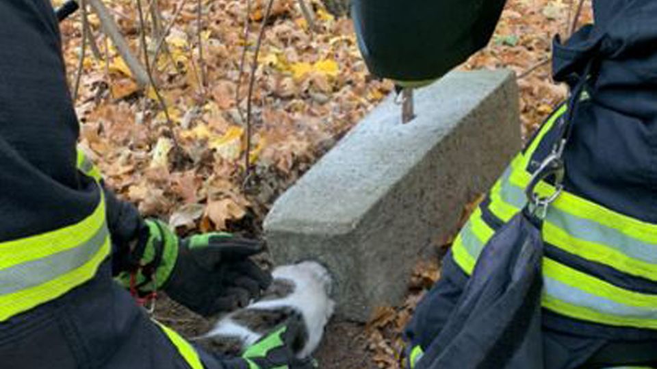 Feuerwehrleute befreien die Katze aus dem Betonklotz Feuerwehrleute befreien die Katze aus dem Betonklotz