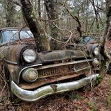 Bäume wachsen aus der Motorhabe dieses abgestellten Ford, Baujahr 1955.